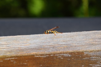 A wasp is perched on a wooden surface with a blurred green background. The wood shows a grainy texture, and the wasp has distinct yellow and black stripes, with translucent wings and orange-tinted legs.