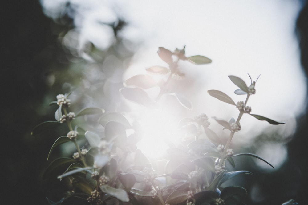 white petaled flowers shined by sunlight