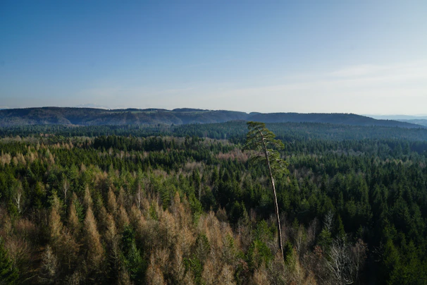 A panoramic view of a dense afforestation site with young trees stretching towards the horizon.