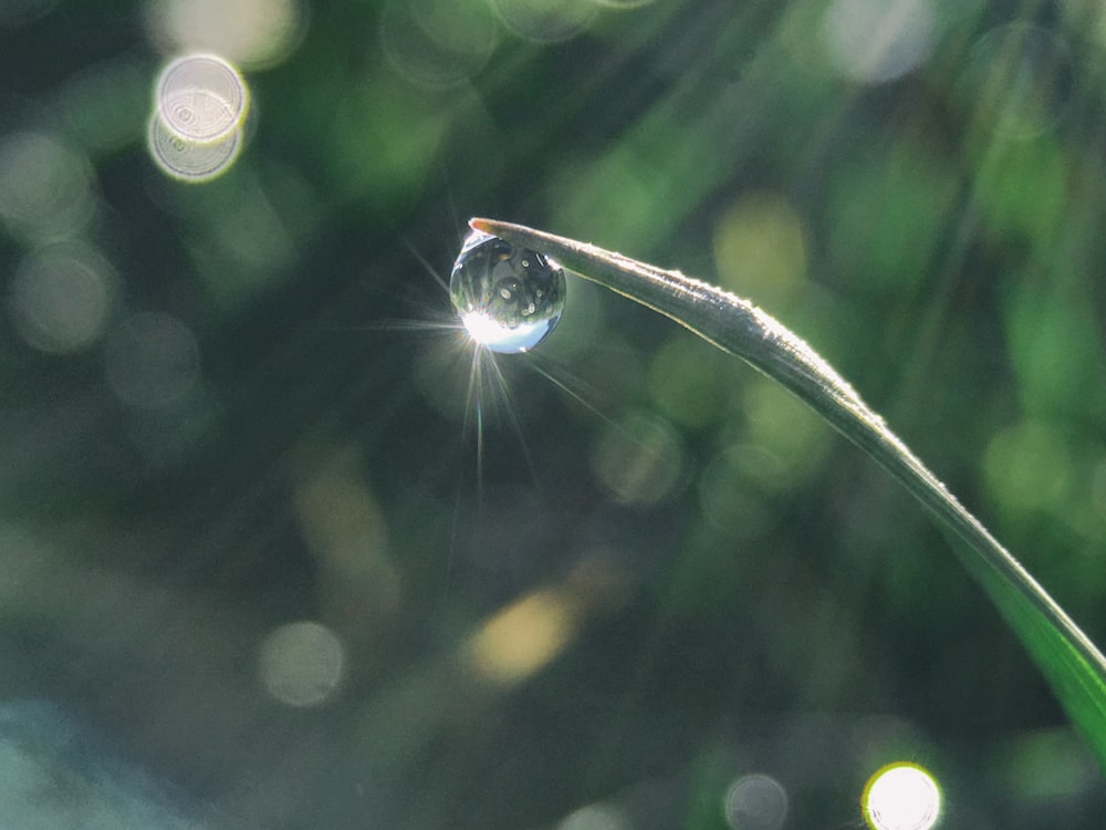 water drop on tip of green linear leaf