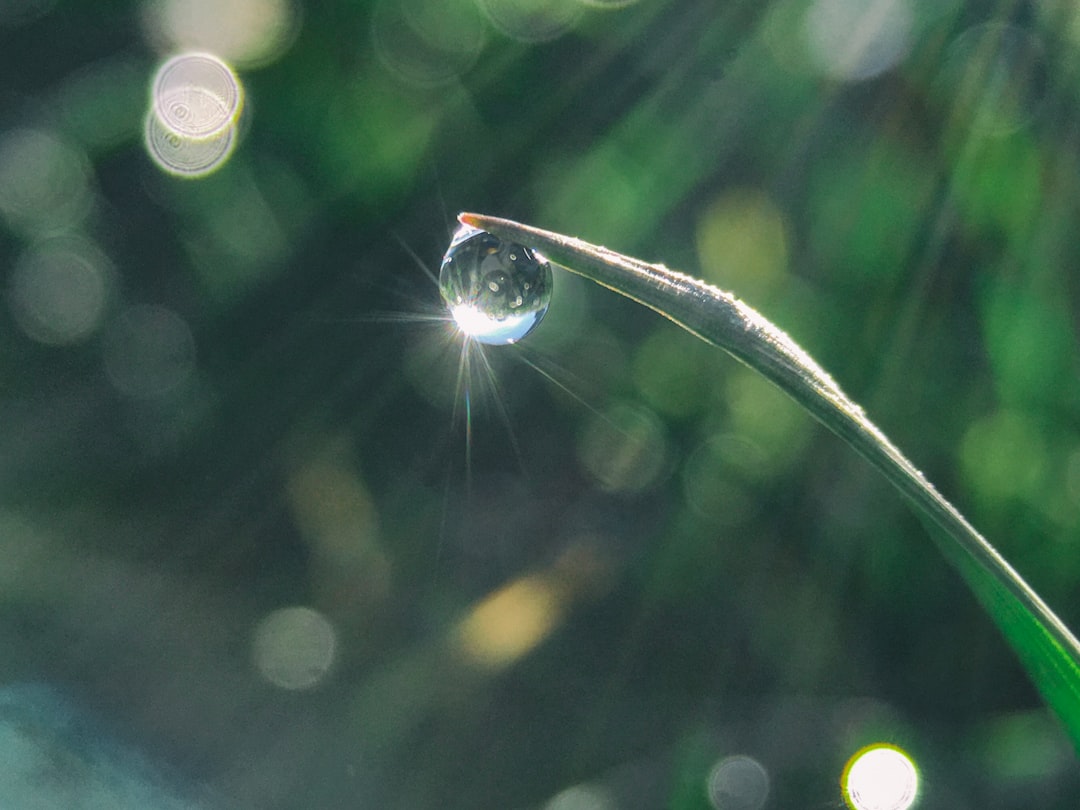 water drop on tip of green linear leaf