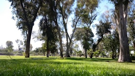 Tall trees with lush green foliage stretch upwards toward a clear blue sky, casting dappled shadows on the grass below. The grassy foreground is vibrant and well-maintained, providing a serene and natural setting.