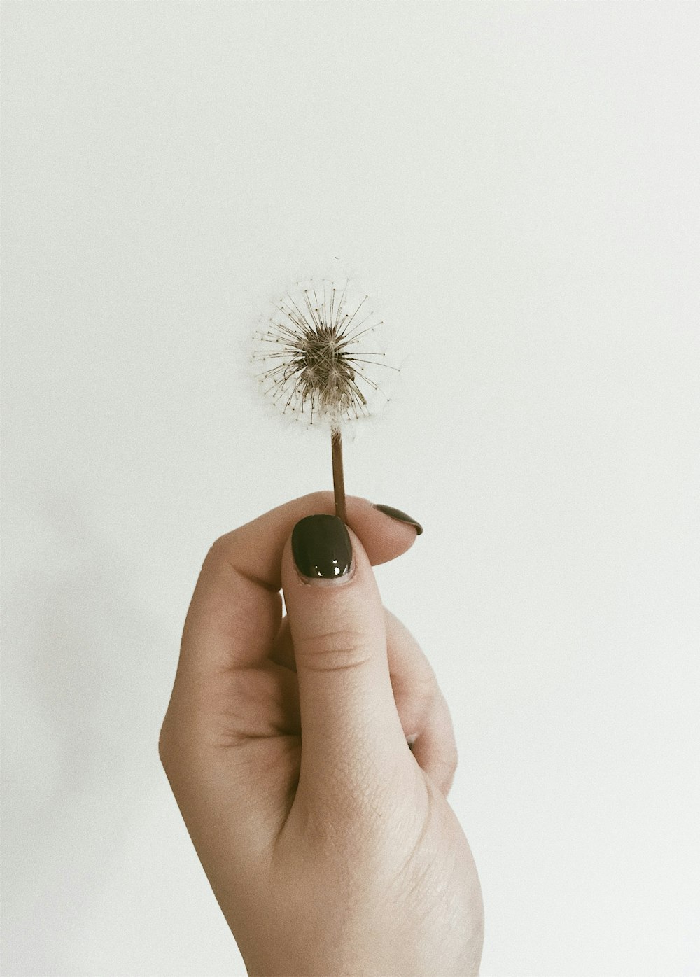 person holding dandelion