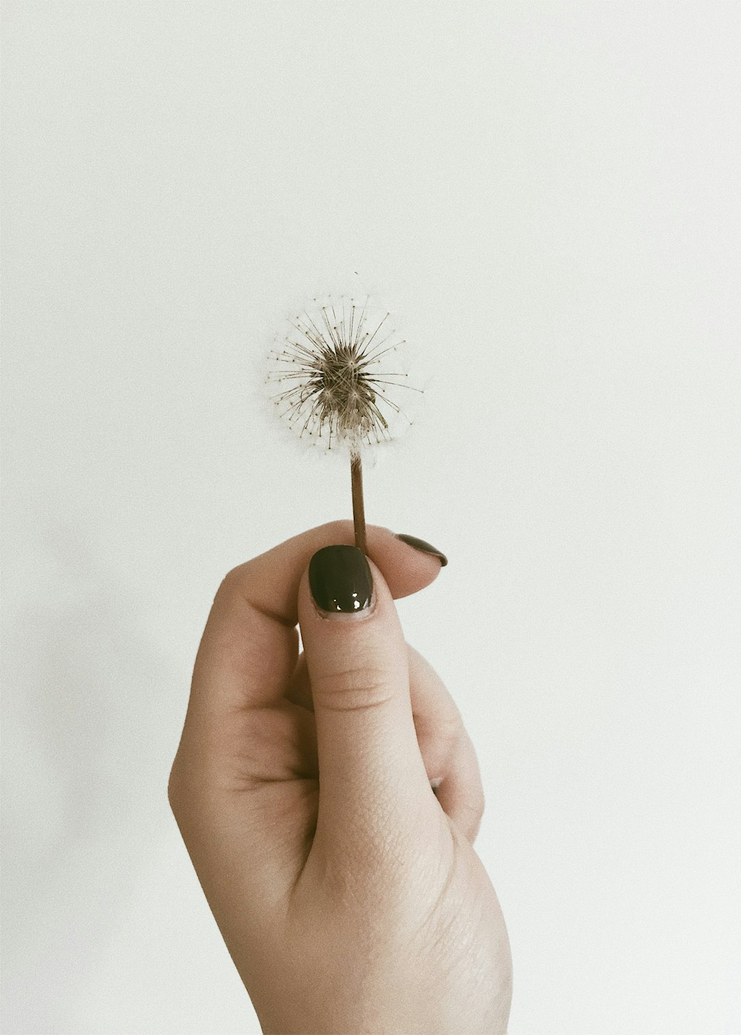 person holding dandelion