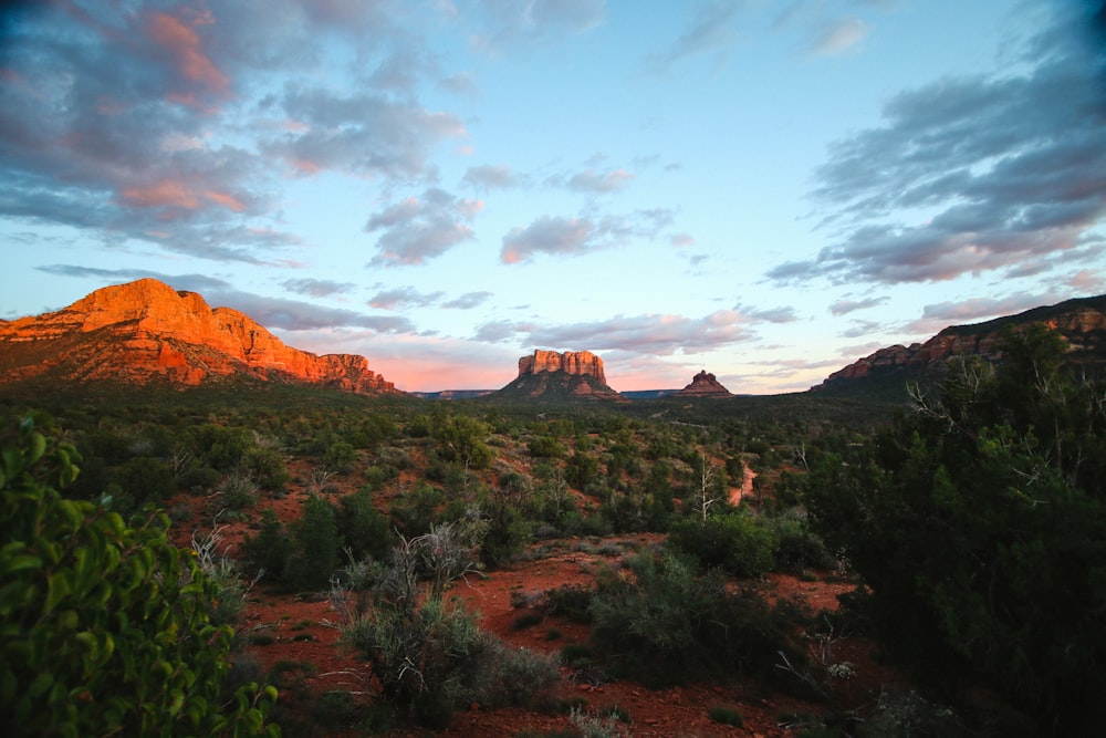 green plants in desert