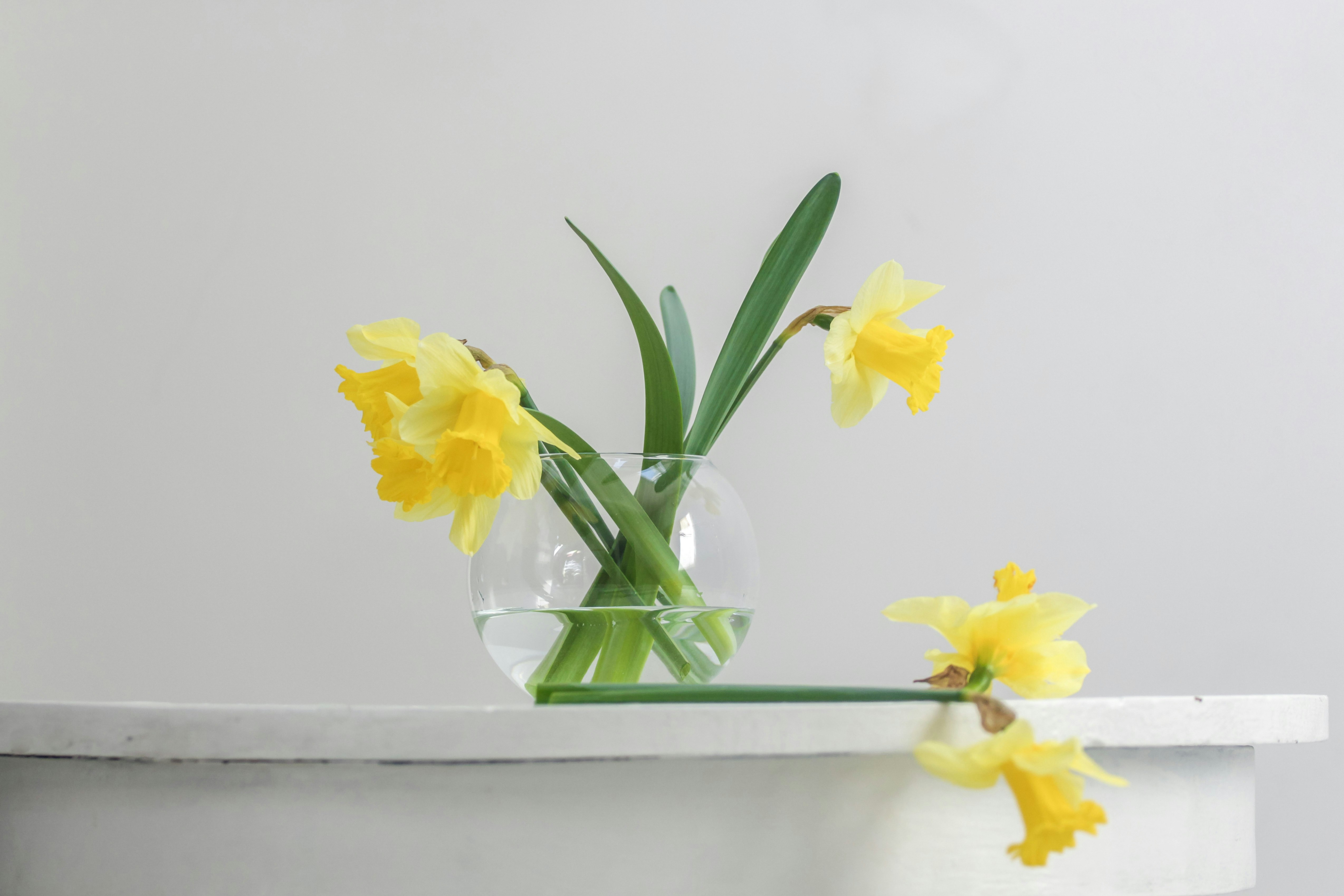 yellow flower inside vase beside wall