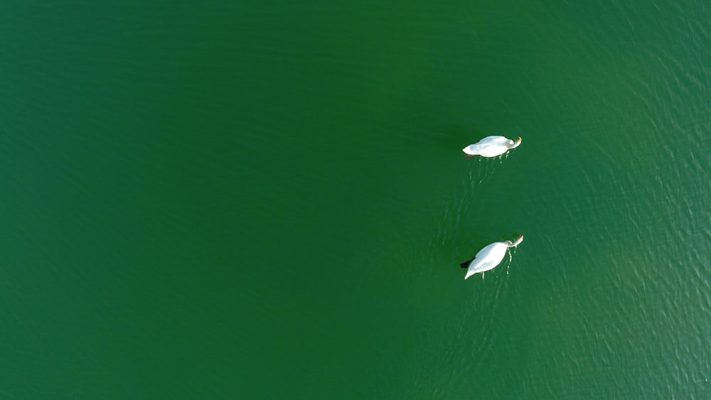 水域に浮かぶ2羽の白いアヒル