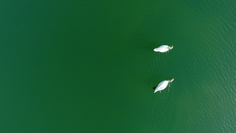 two white ducks on body of water