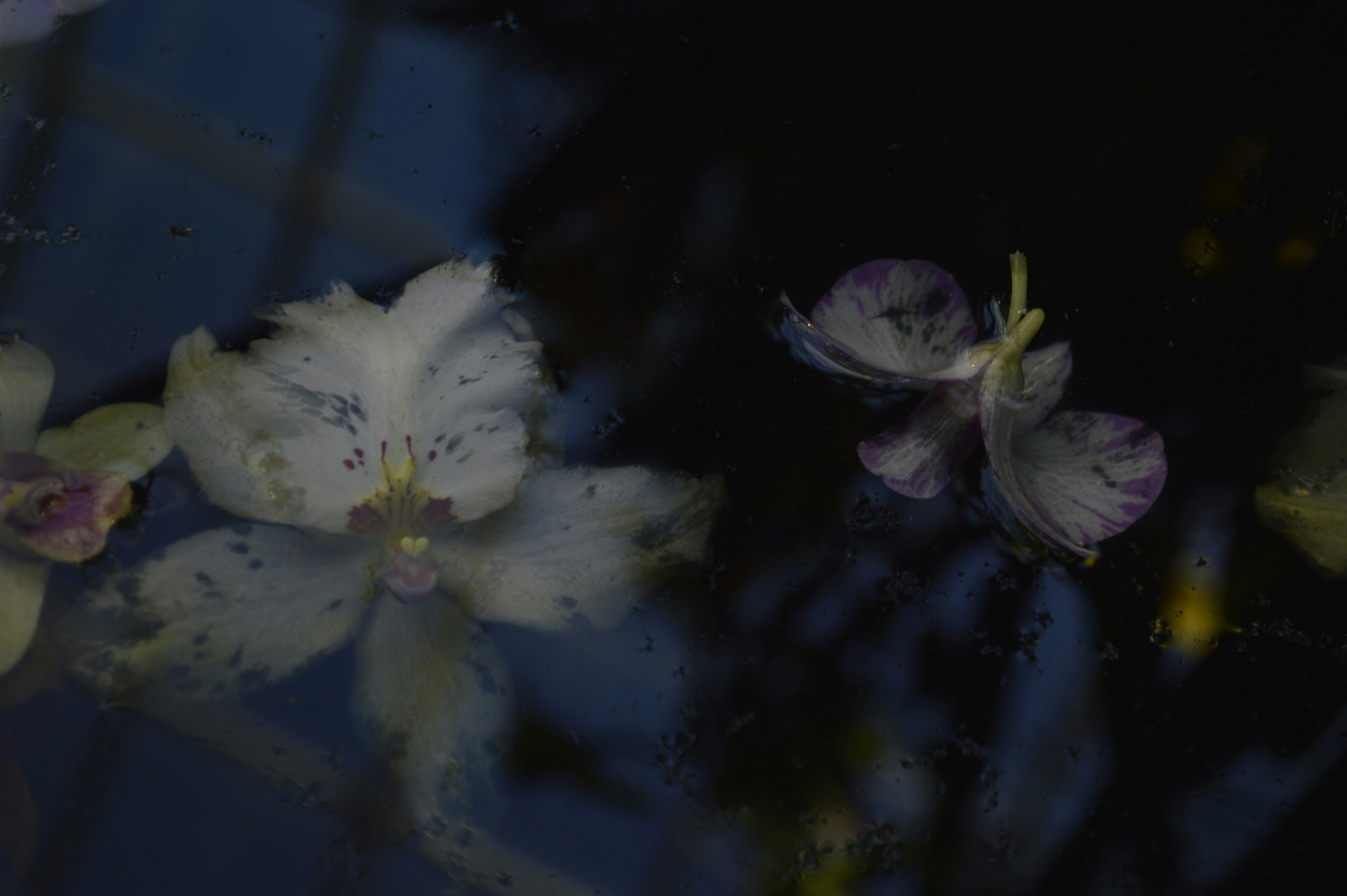 Free Unsplash photo from Becky Phan