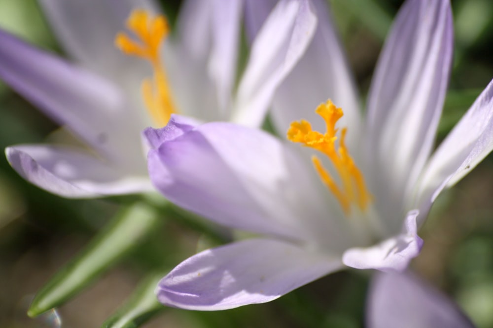 White and purple colored flower petals.