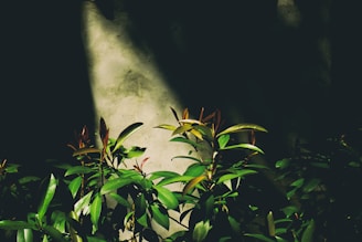 a green leafy plant thriving in low light, showing ideal plants for shade garden