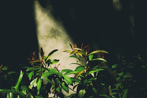 a green leafy plant thriving in low light, showing ideal plants for shade garden