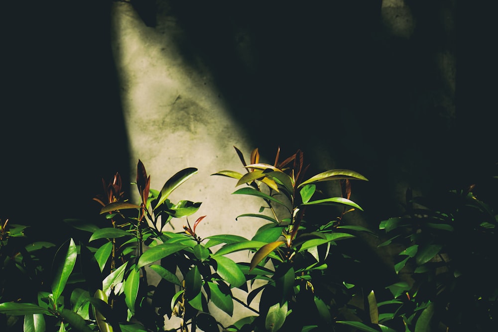 selective focus photography of green leaf plant