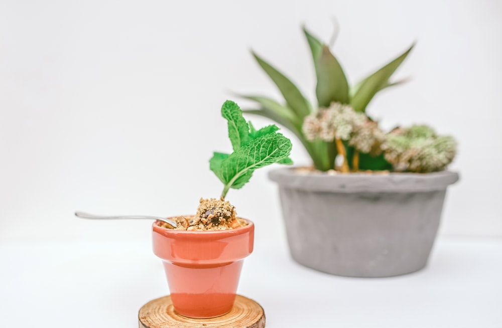 Photographie sélective de la pousse verte sur un pot brun