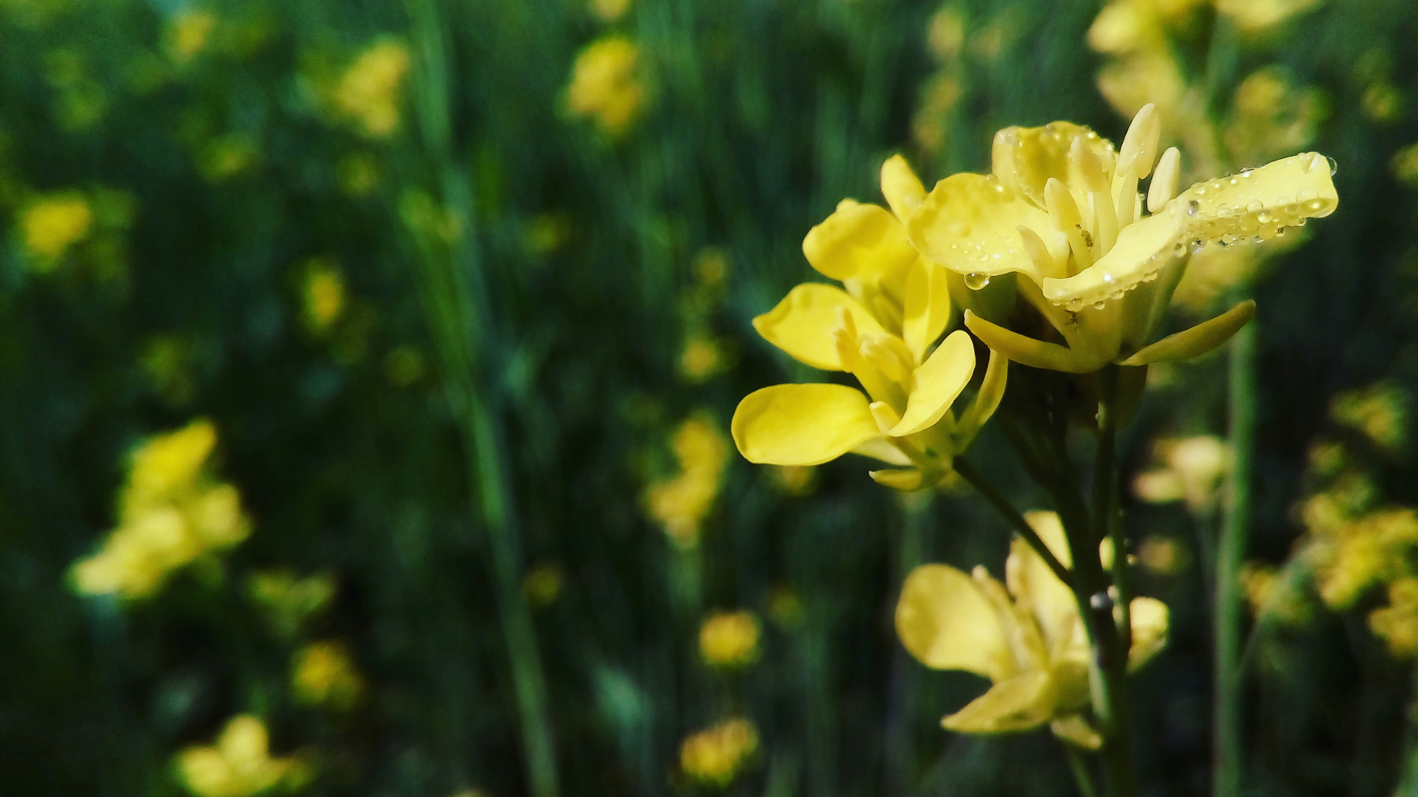 Free Unsplash photo from Aarav Mishra