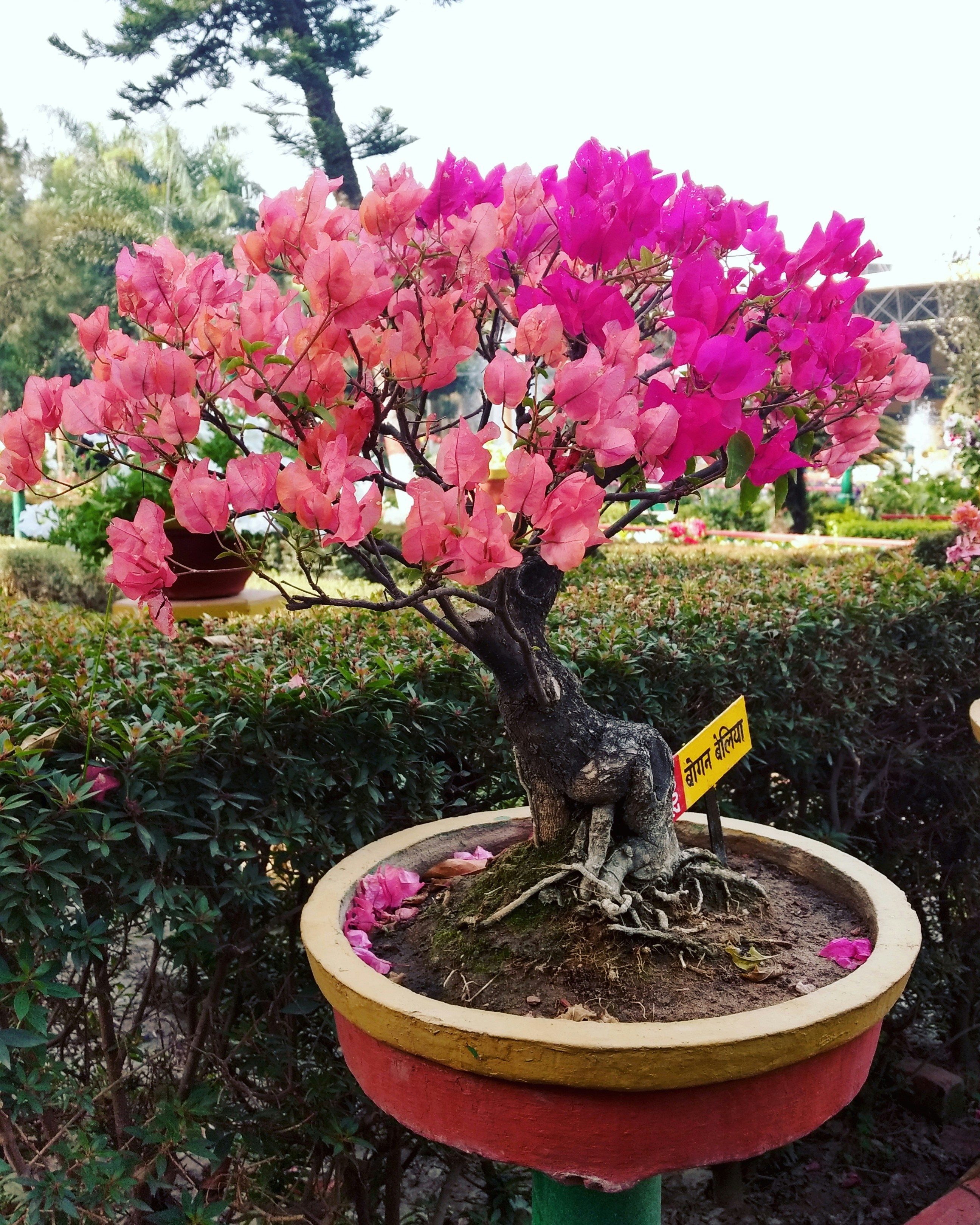 Free Unsplash photo from Aarav Mishra