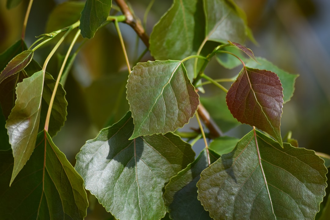 green plant