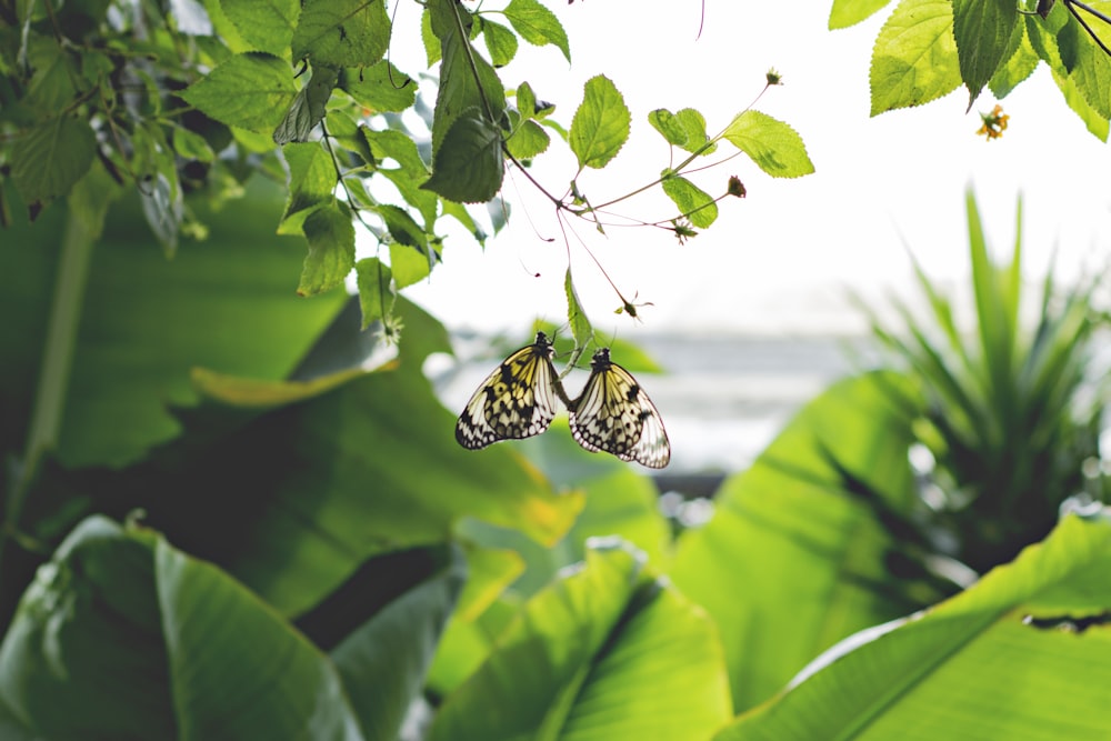 a couple of butterflies that are sitting on some leaves