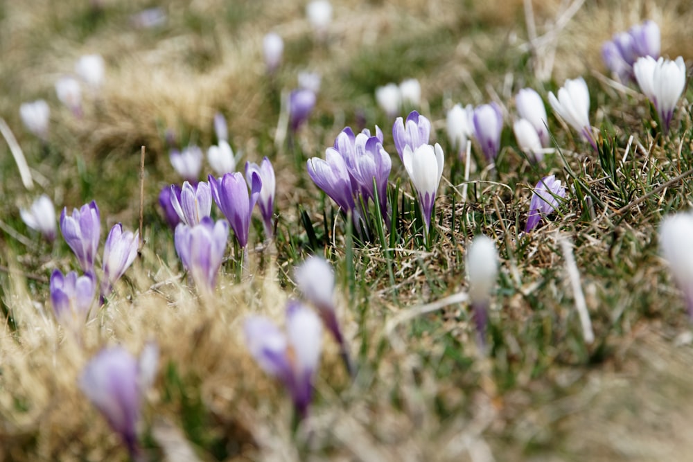 낮 동안 흰색과 보라색 꽃잎이 달린 꽃의 선택적 초점 사진