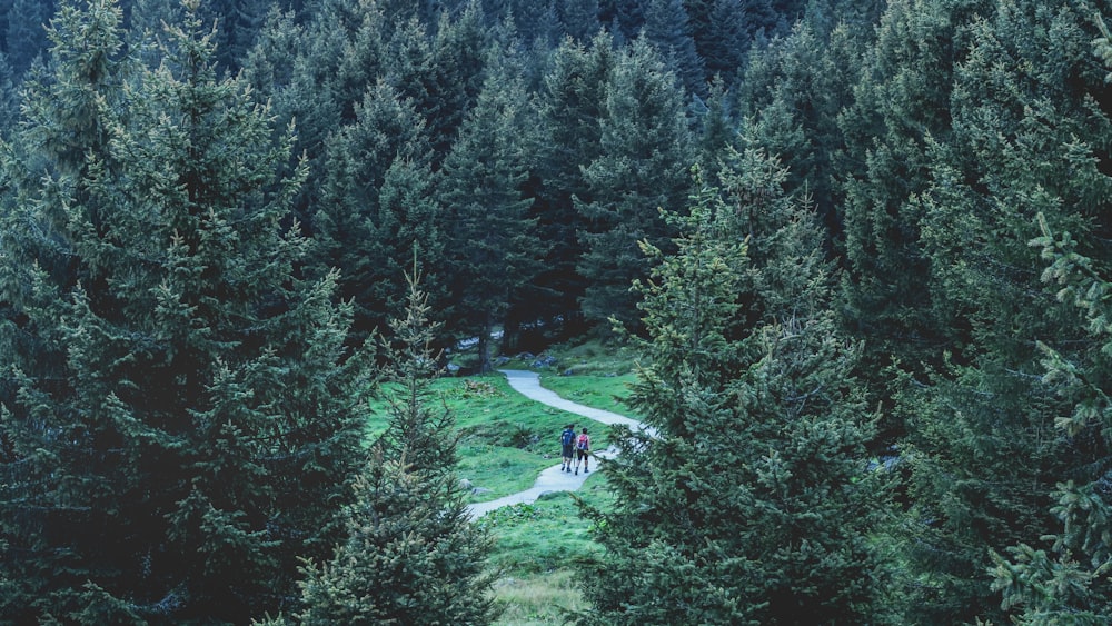 Hélicoptère blanc et noir survolant des arbres verts pendant la journée