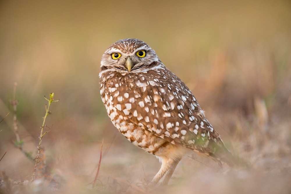 ボケ味写真の茶色のフクロウ