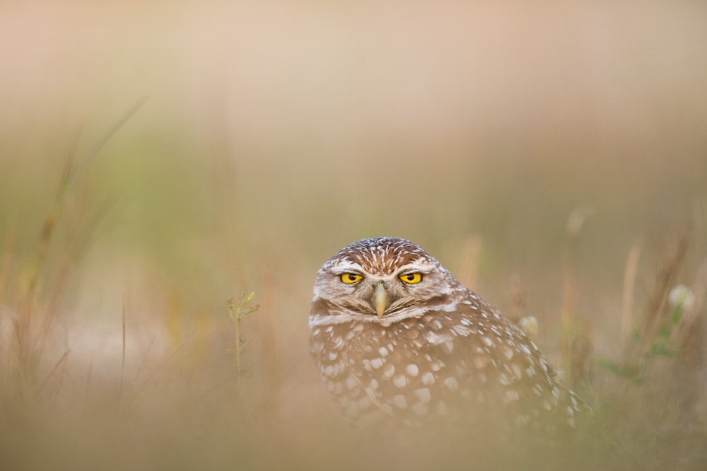 hibou brun et blanc photographie en gros plan