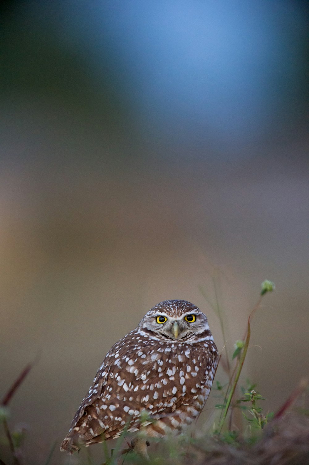 brown eagle