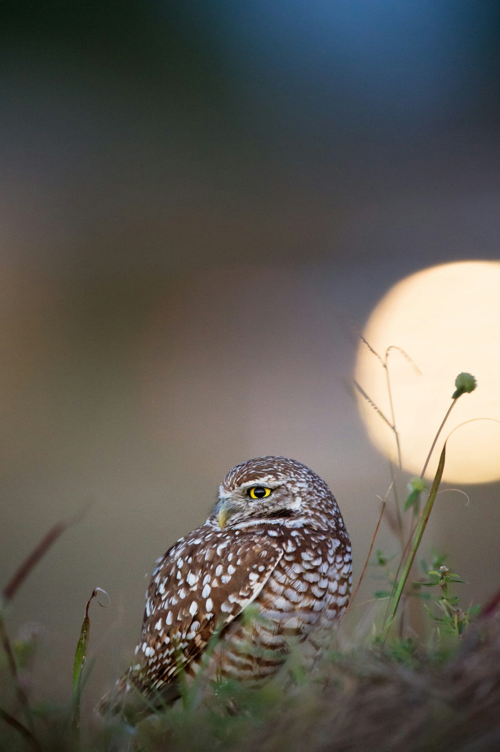 brown and white owl close-up photography