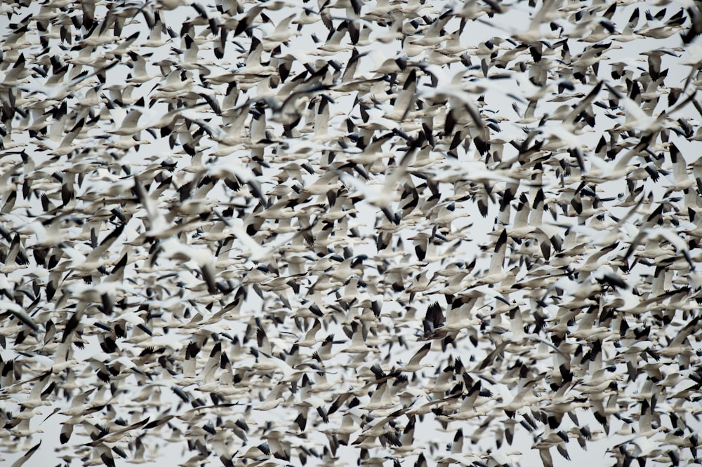 flock of white-and-black birds