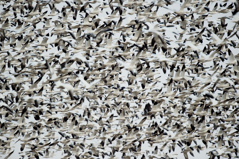 bandada de pájaros blancos y negros