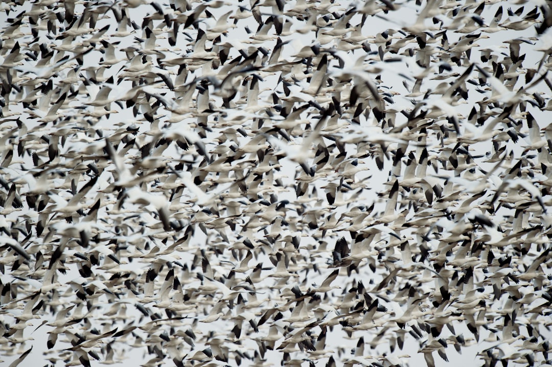 flock of white-and-black birds, A huge dense flock of Snow Geese fly together in the evening before settling down for th