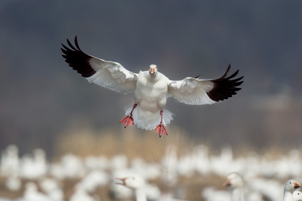 white and black bird close-up photography