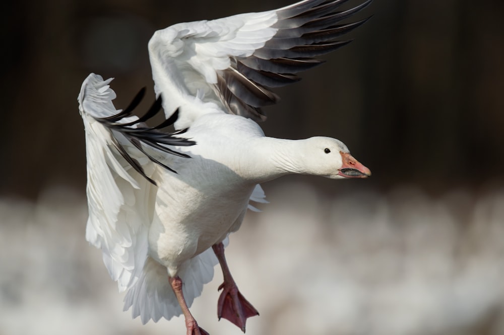Fotografía de primer plano del ganso volador blanco durante el día