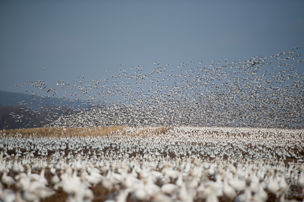 Volée d’oiseaux blancs volant pendant la journée