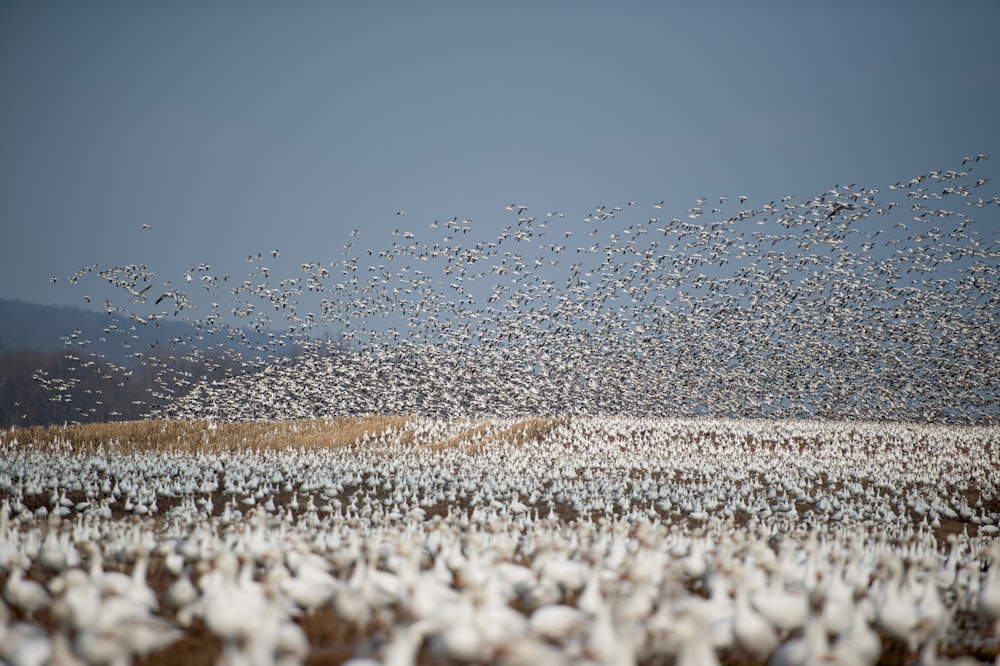flock of white bird flying during daytime