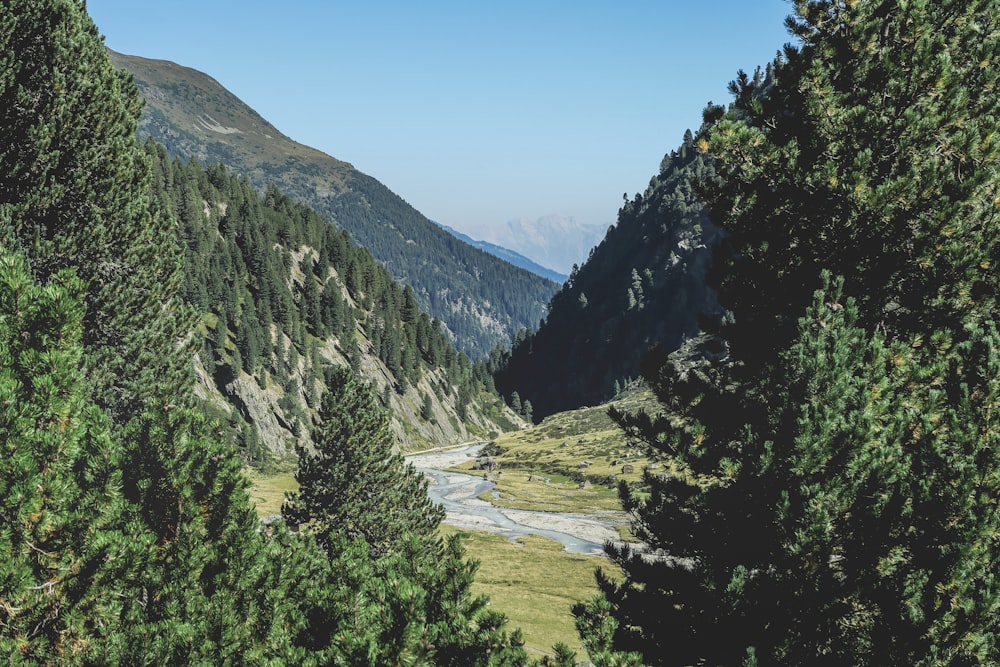 green leafed trees near mountain