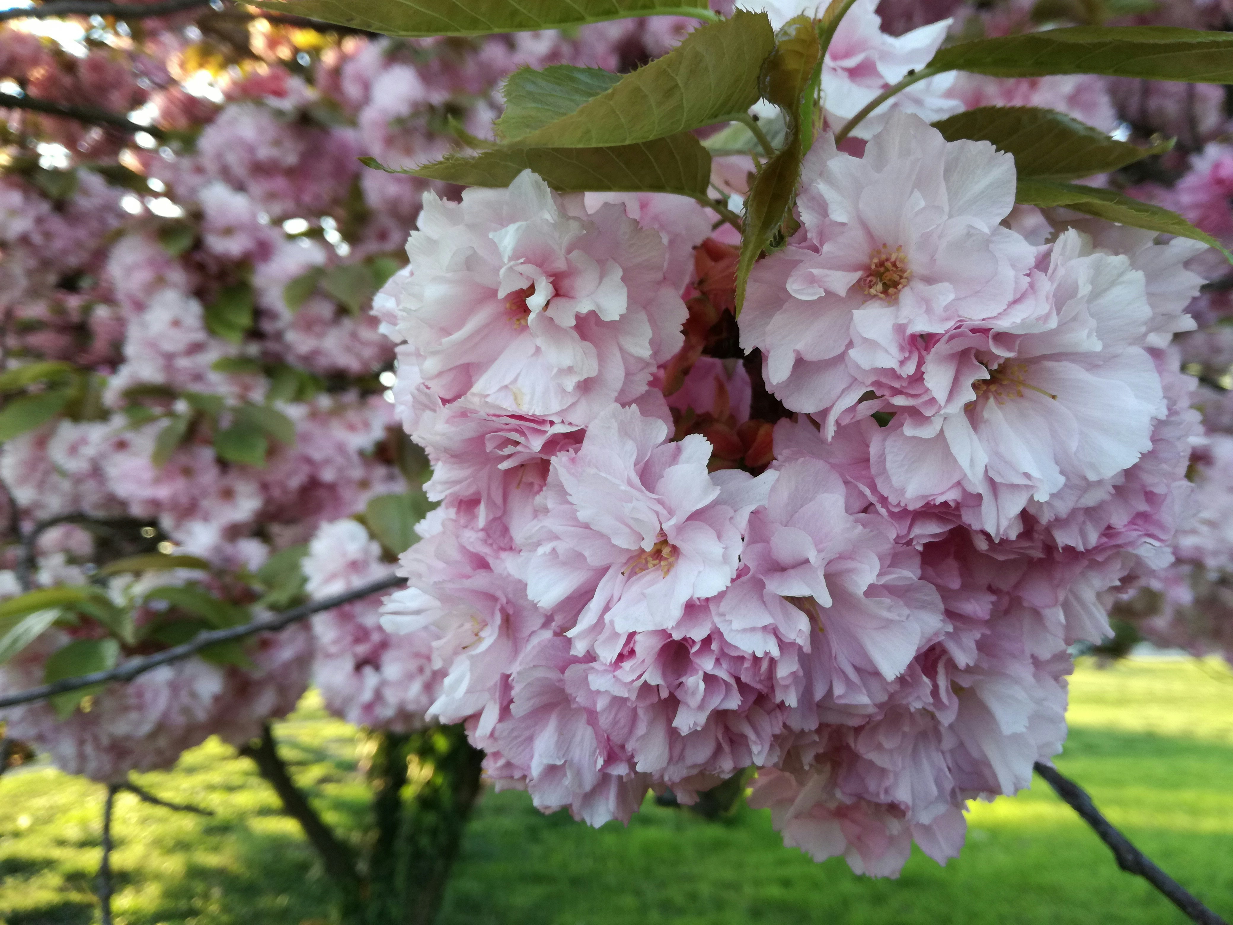 Free Unsplash photo from Mattia Invernizzi