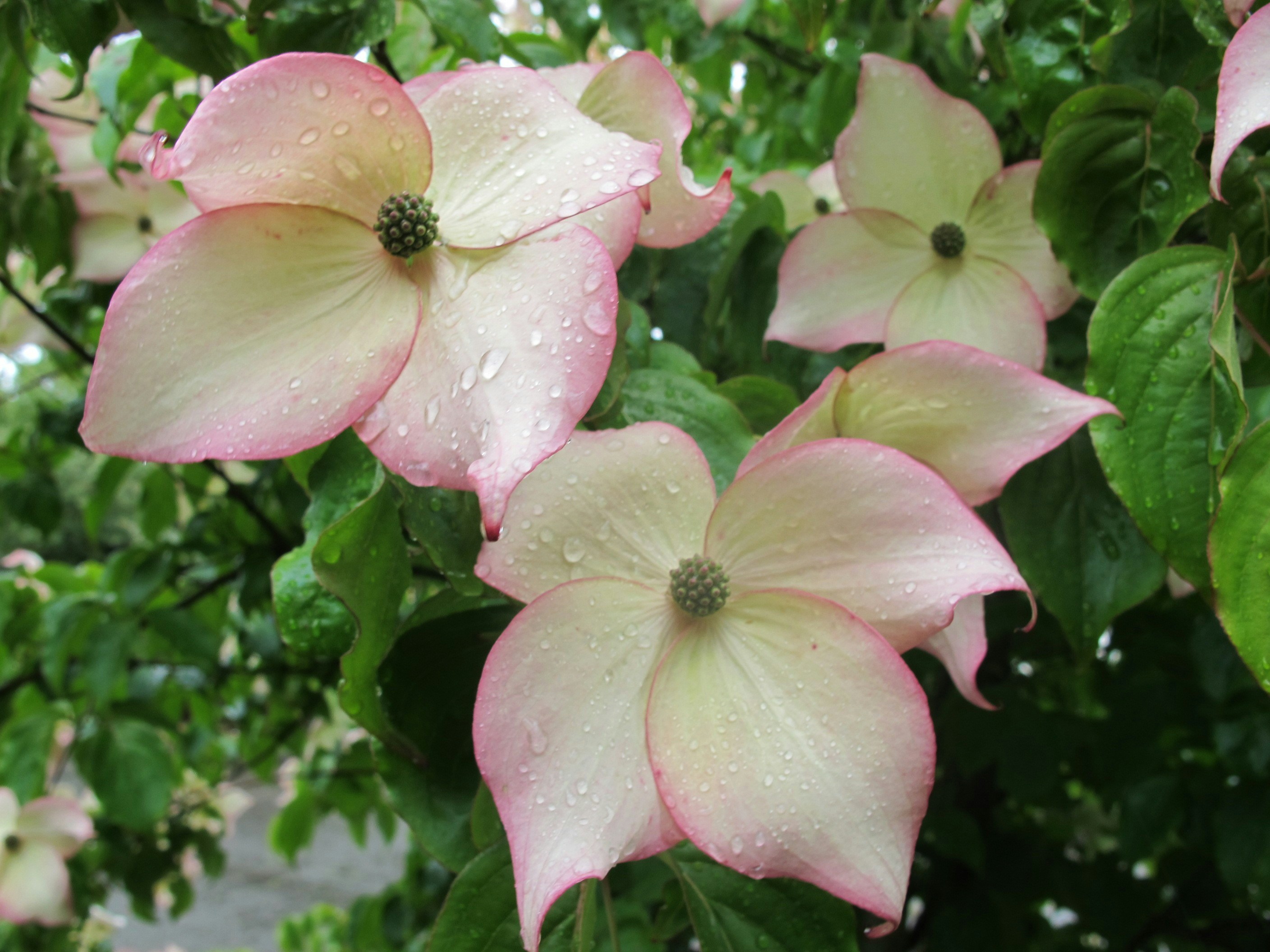 Free Unsplash photo from Dina Lydia