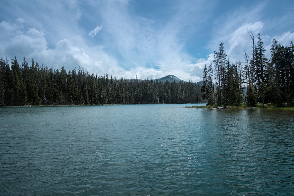 pine trees beside calm body of water