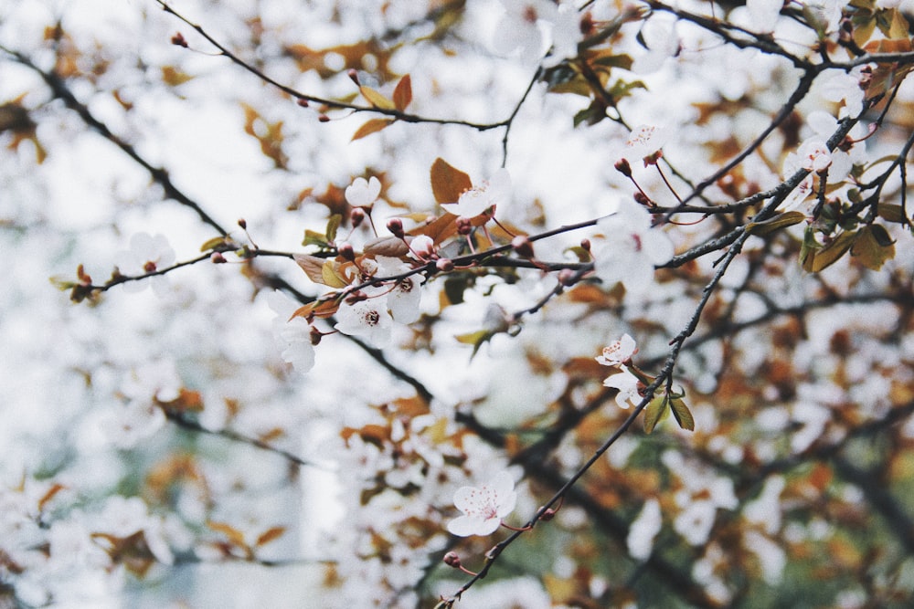 Makrofotografie von weißen Blumen