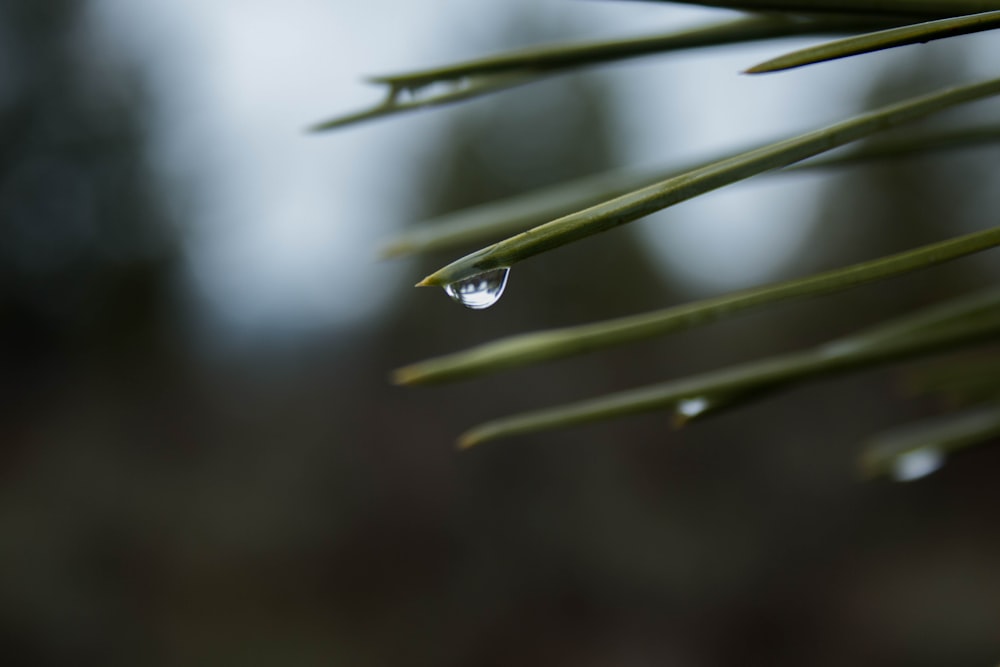 drop of water on green leaf during daytime