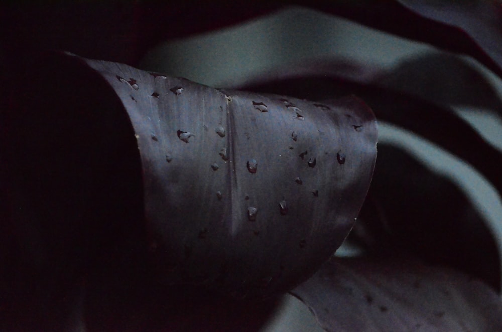 water droplets on brown leaf