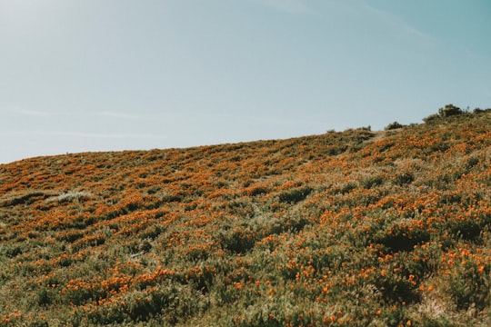 orange flower field in Antelope Valley United States