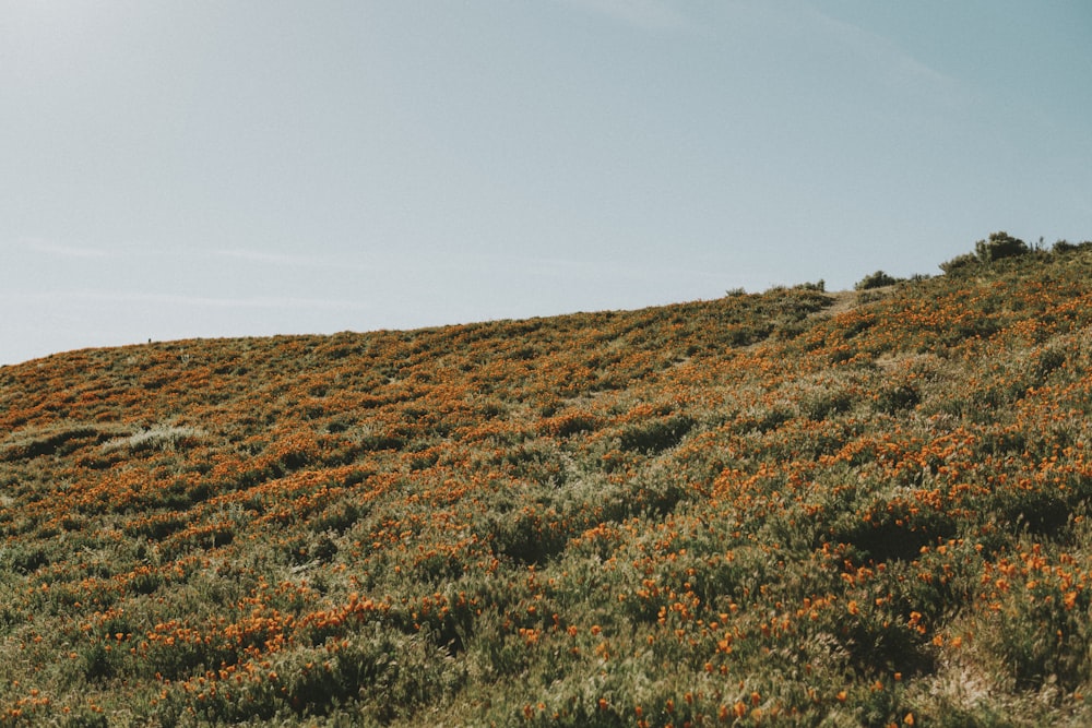 orange flower field