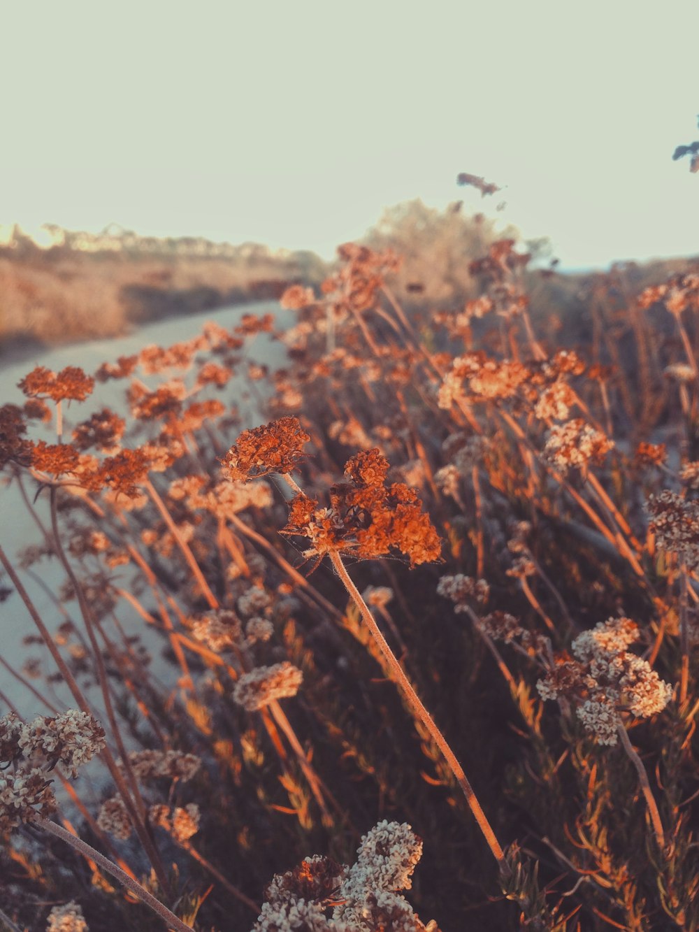 selective focus photo of brown leaf plant