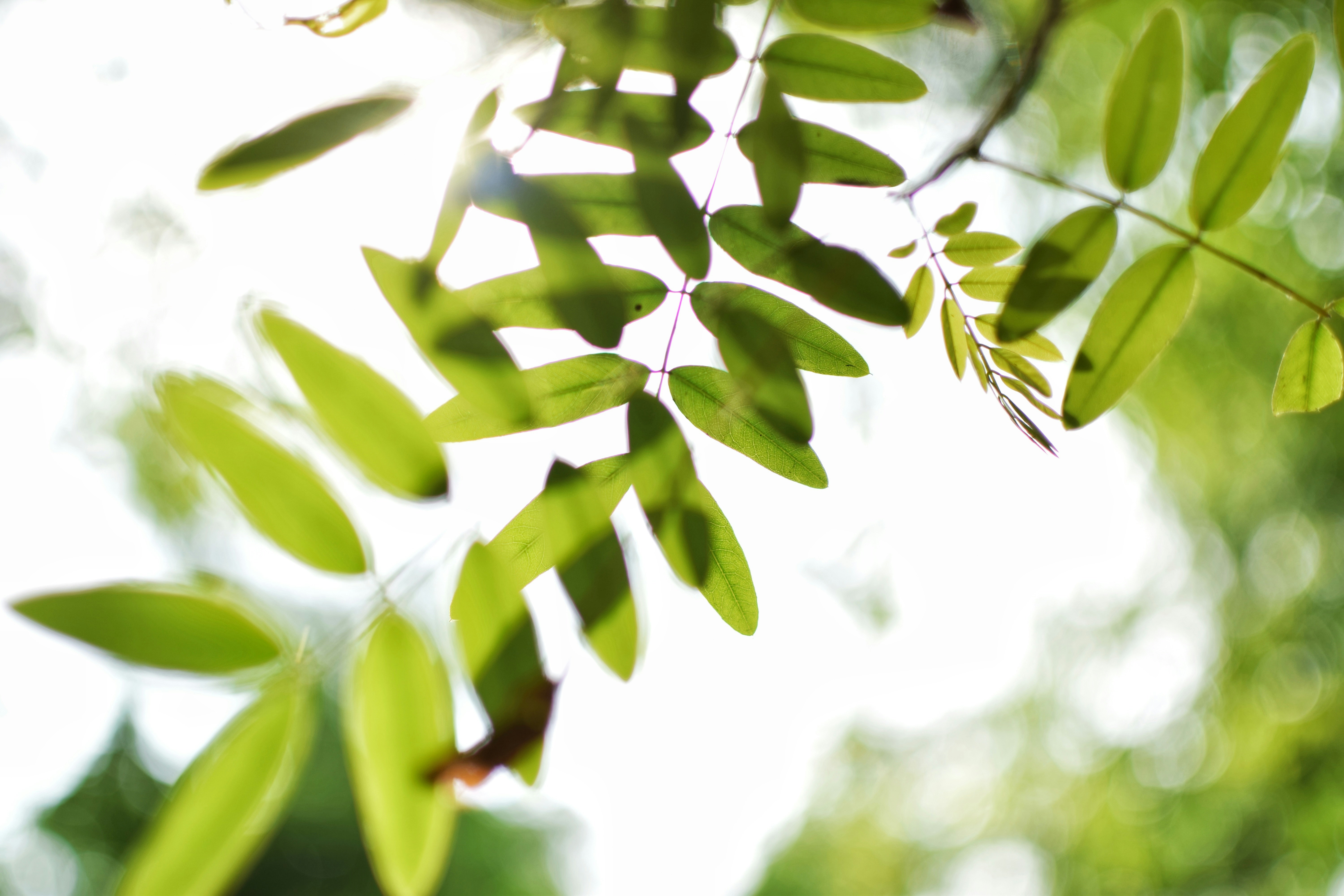 Free Unsplash photo from Subhankar Chandra