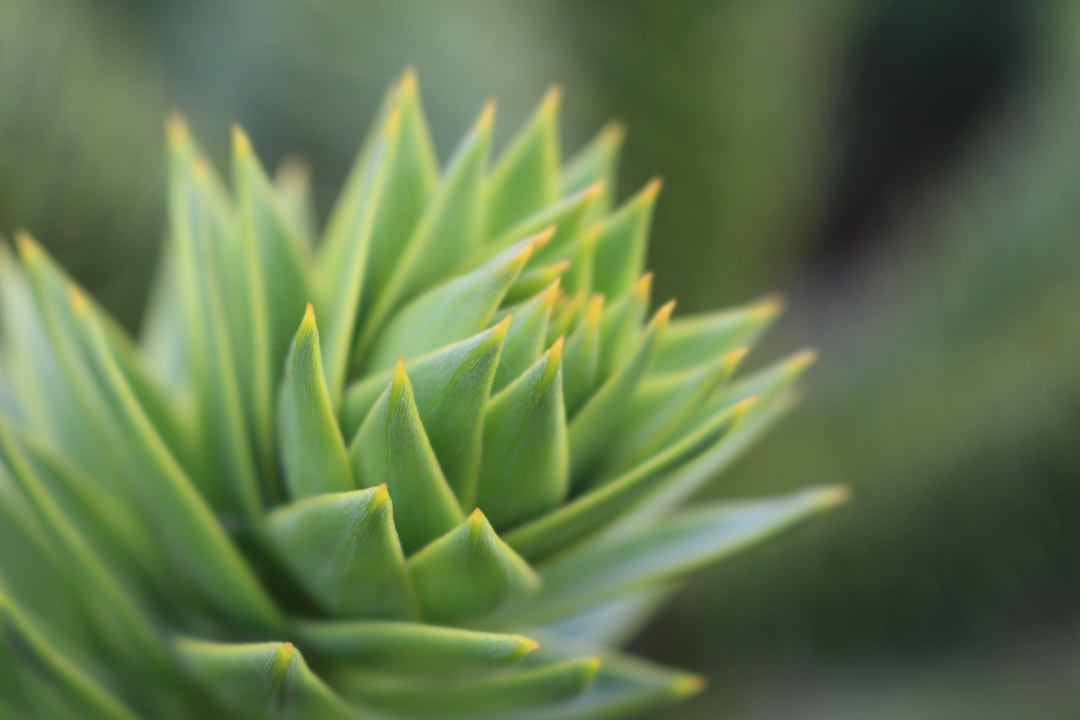 green leaf plant