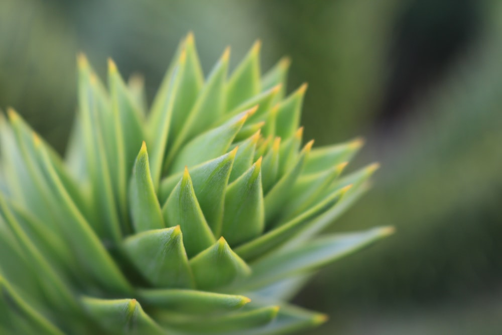 緑の葉の植物