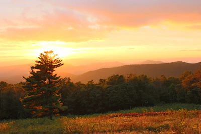 A vibrant sunset casting golden hues over a winding mountain trail lined with tall trees.
