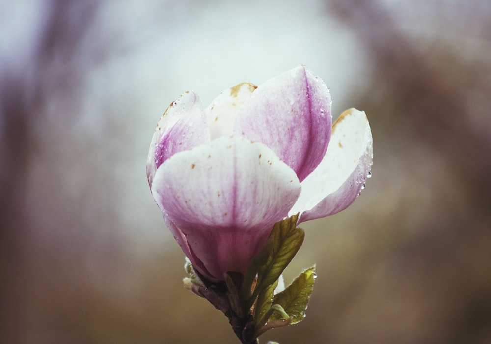 Flor rosada que florece durante el día